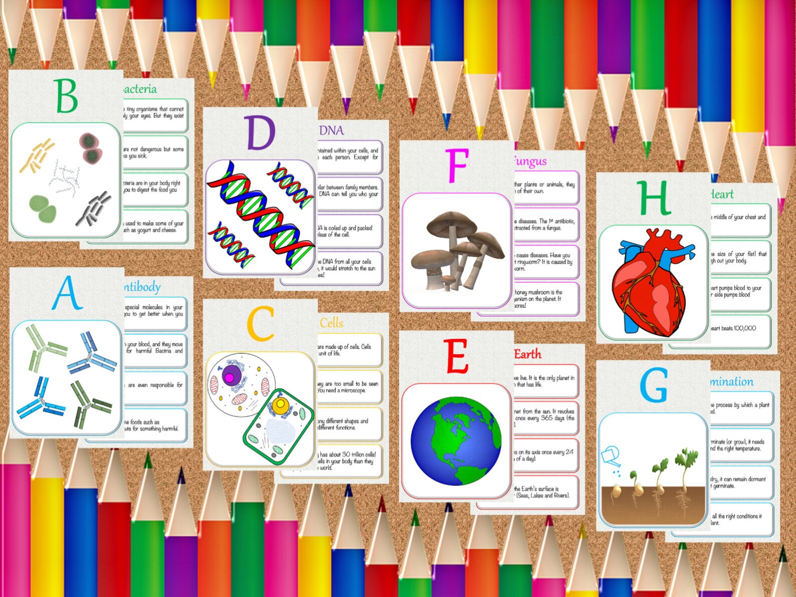 Abcs of Biology Printable Flashcards Etsy