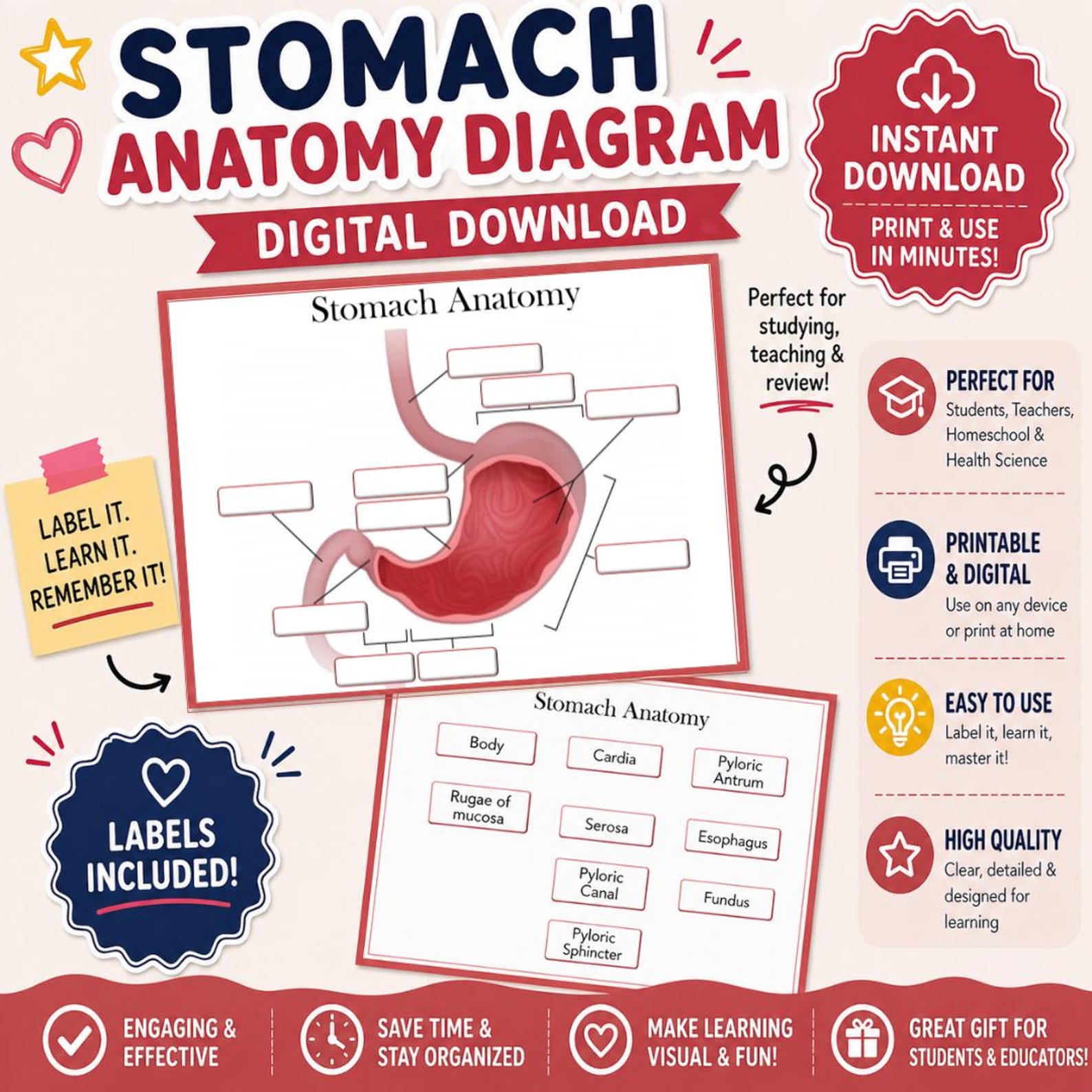 Stomach Anatomy Diagram – Printable Educational Resource (instant ...