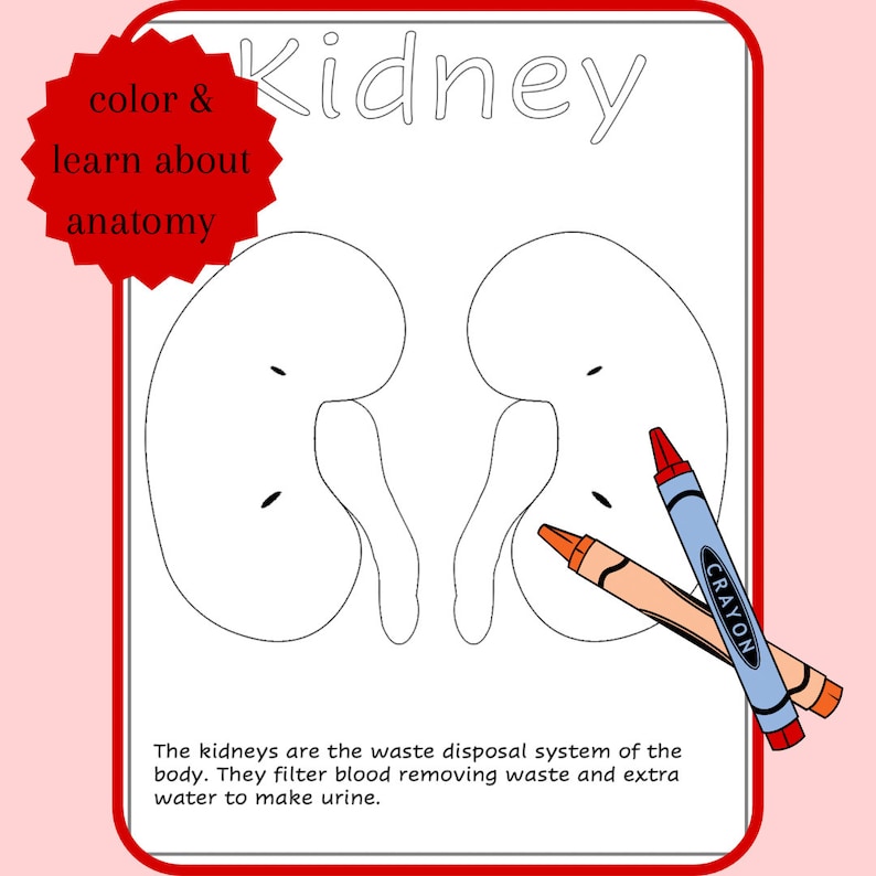 Human Anatomy Printable Coloring Pages, for Preschool, Daycare