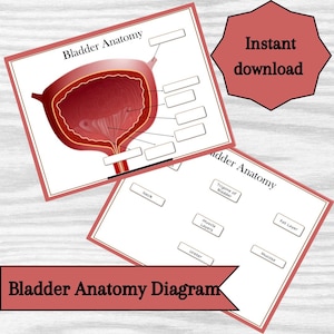 Diagrama de la anatomía de la vejiga: recurso educativo imprimible (descarga instantánea)