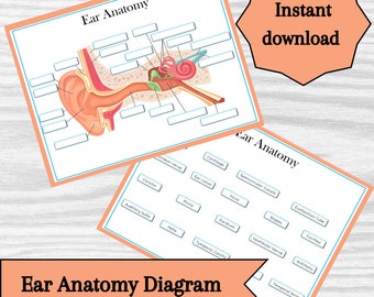 Diagrama de la anatomía del oído: recurso educativo imprimible (descarga instantánea)