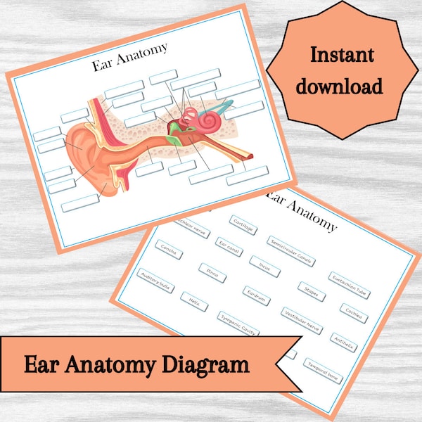 Ear Anatomy Labeling Diagram | Parts of the Ear Classroom Poster, Worksheet or study notes