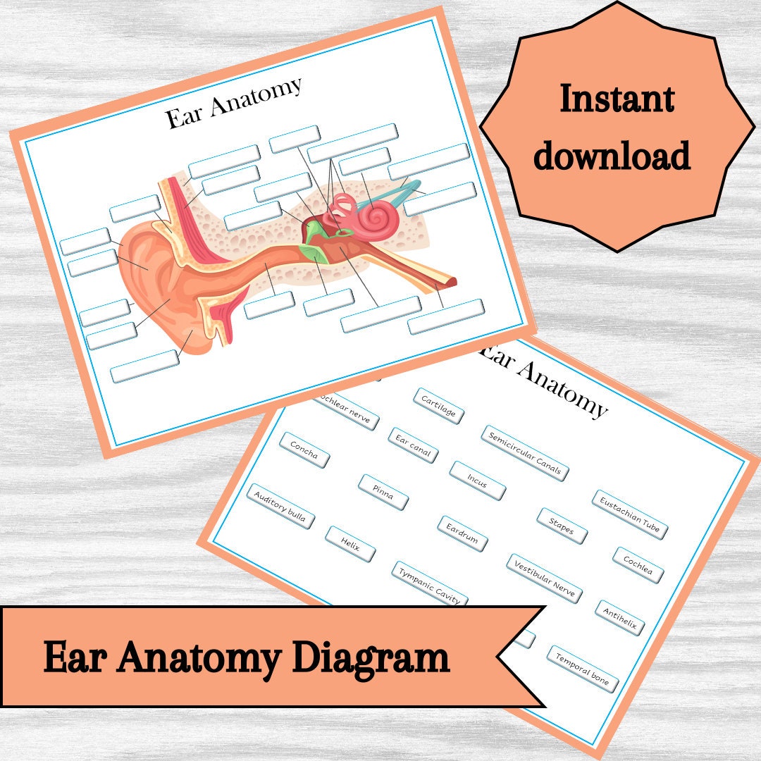 Ear Anatomy Labeling Diagram Parts of the Ear Classroom Poster, Worksheet or Study Notes Etsy