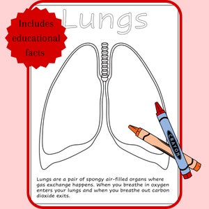 Human Anatomy Printable Coloring Pages, for Preschool, Kindergarten ...