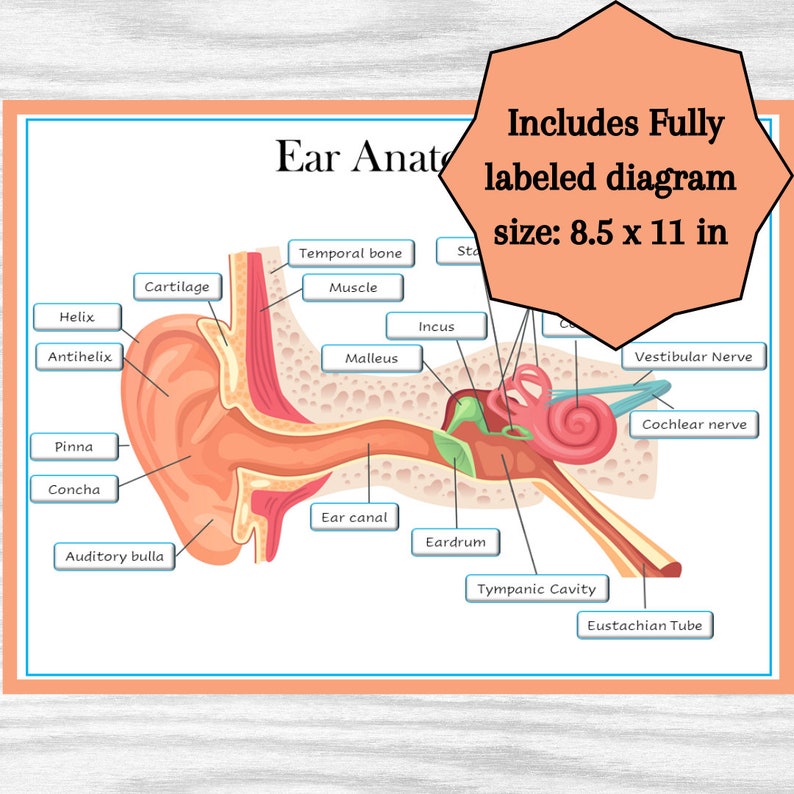 Ear Anatomy Labeling Diagram Parts of the Ear Classroom Poster