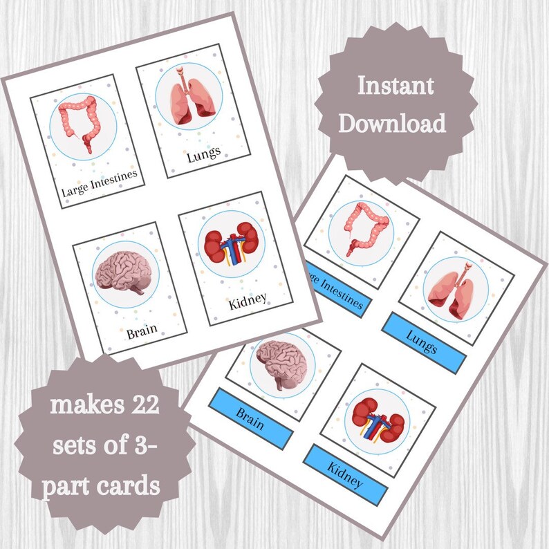 Anatomy Printable Flashcards for Preschool and Kindergarten | Three ...