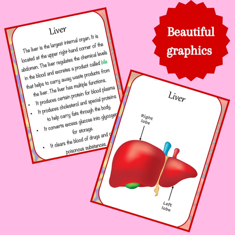 Anatomy Printable Flashcards Anatomy for Homeschool and Grade School
