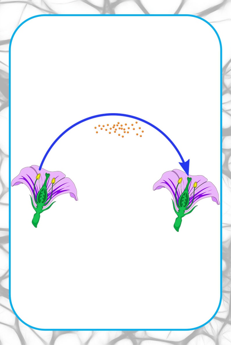 Printable Biology Flashcards Preschool Kindergarten Early Etsy