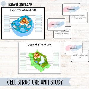 Actividad interactiva sobre la estructura celular y fichas didácticas / Recurso educativo de biología / Descarga instantánea