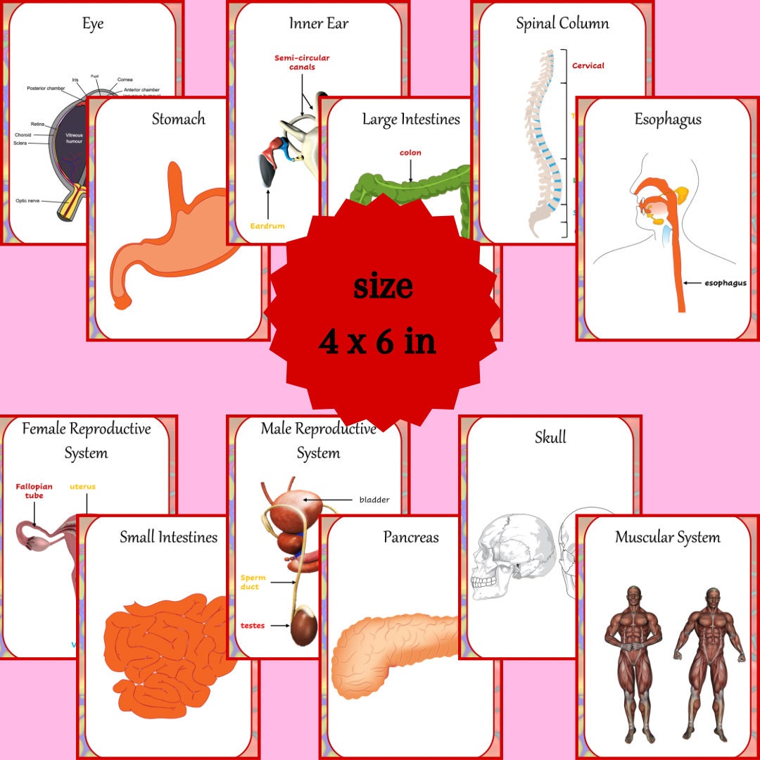 Anatomy Printable Flashcards Anatomy for Homeschool and Grade School ... Biology Diagrams