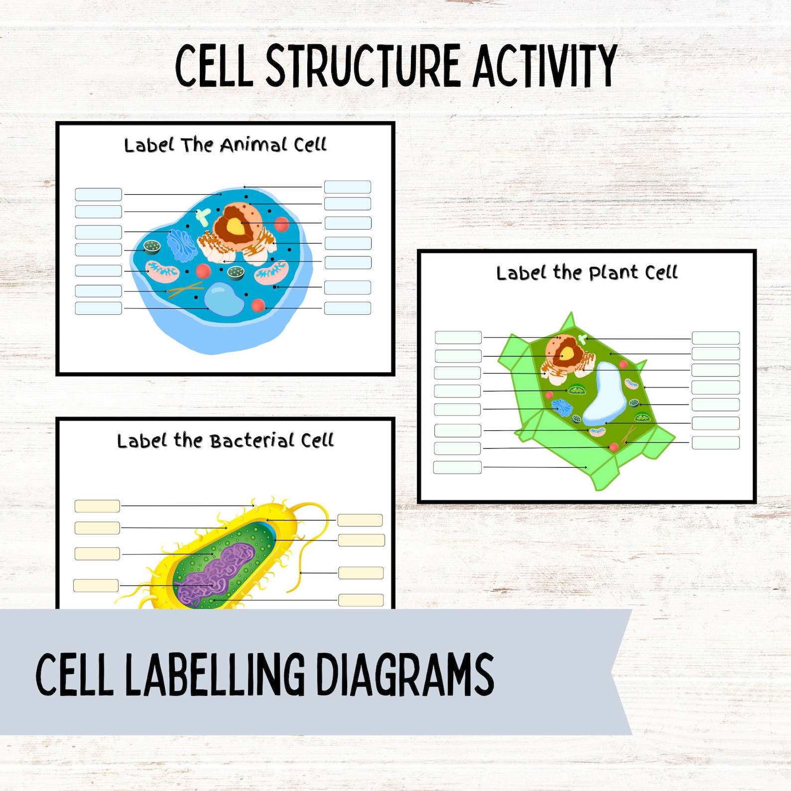 Interactive Cell Structure Activity Set With Flashcards - Etsy