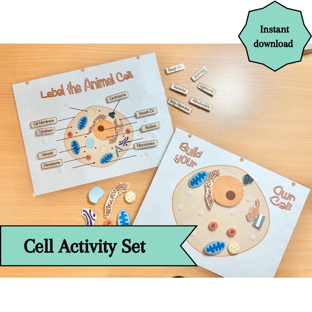 Animal Cell Model With Labels - Etsy