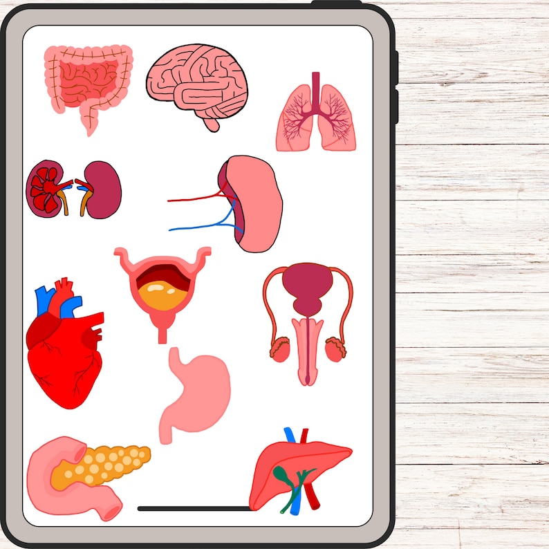 tablet displaying organ drawings.