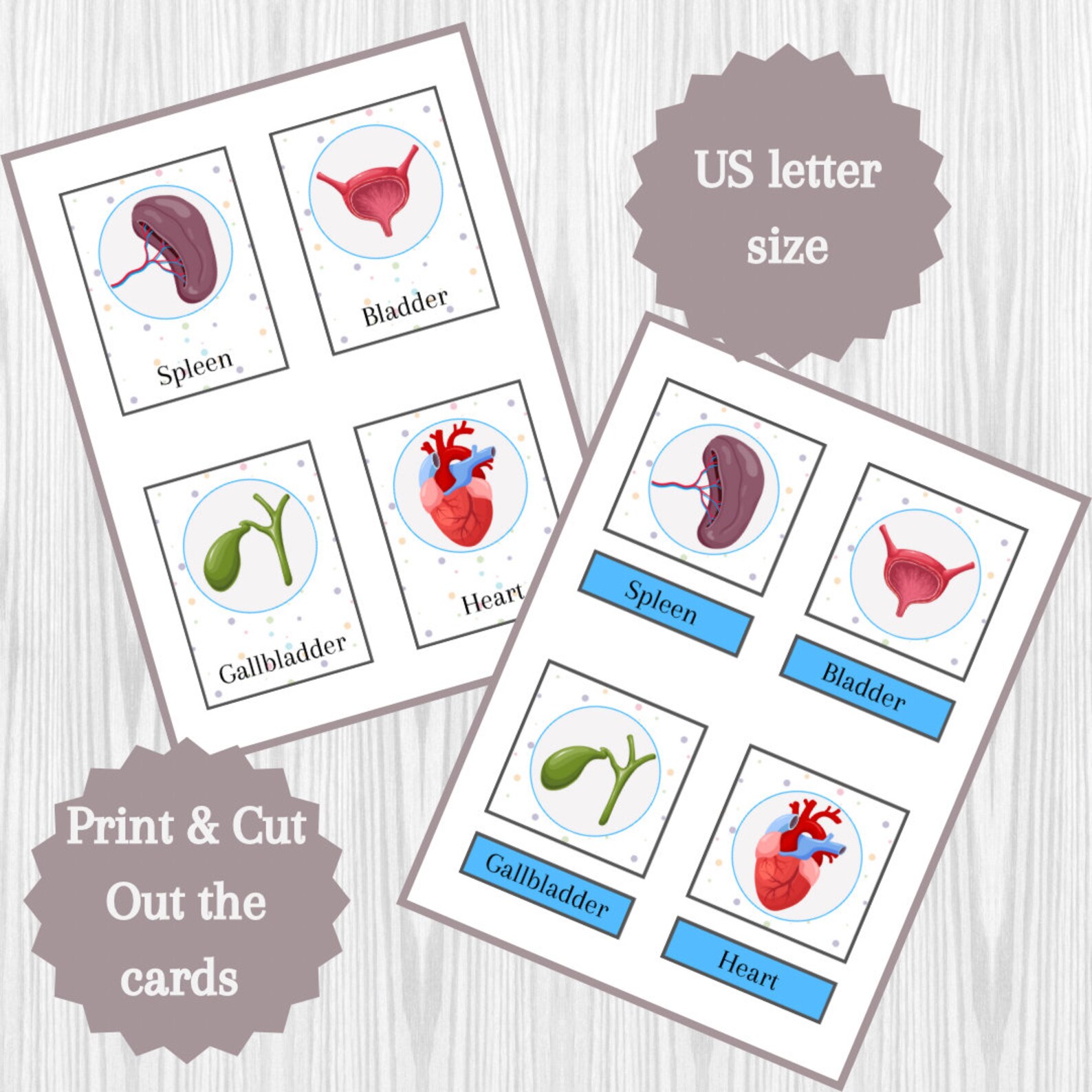 Anatomy Printable Flashcards for Preschool and Kindergarten | Three ...
