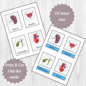 Anatomy Printable Flashcards for Preschool and Kindergarten | Three ...