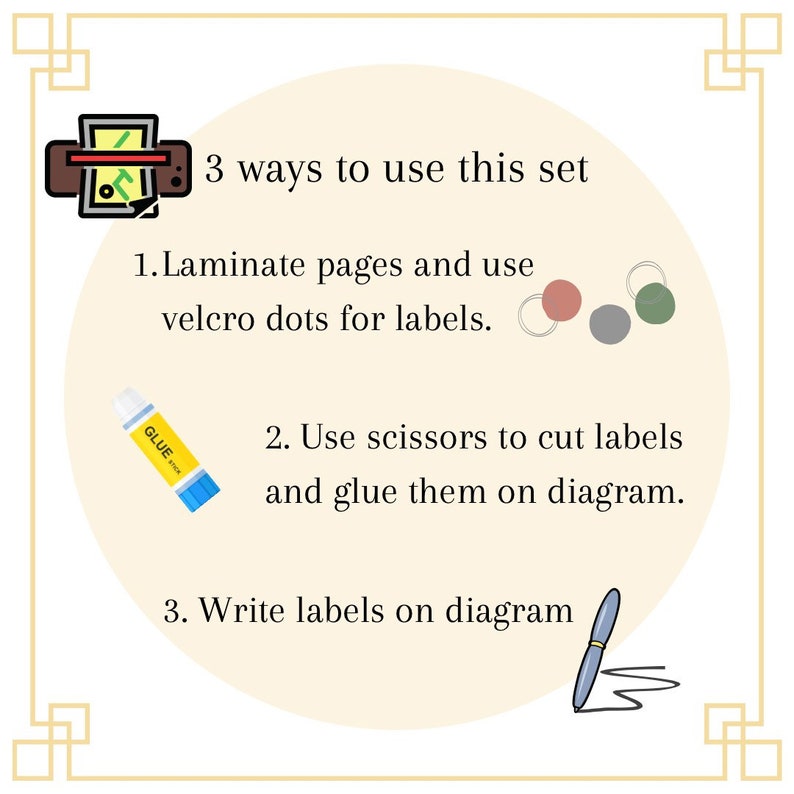 Pancreas Anatomy Diagram, Classroom Poster, Study Aid - Etsy