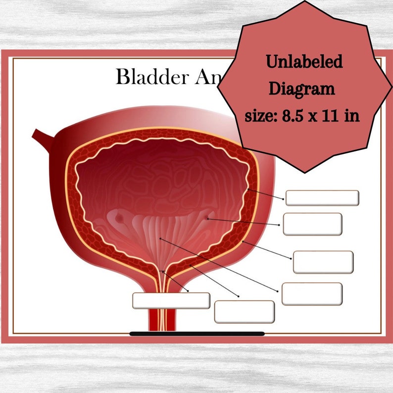 Bladder Anatomy Diagram Urinary System Organ Anatomy Classroom Poster