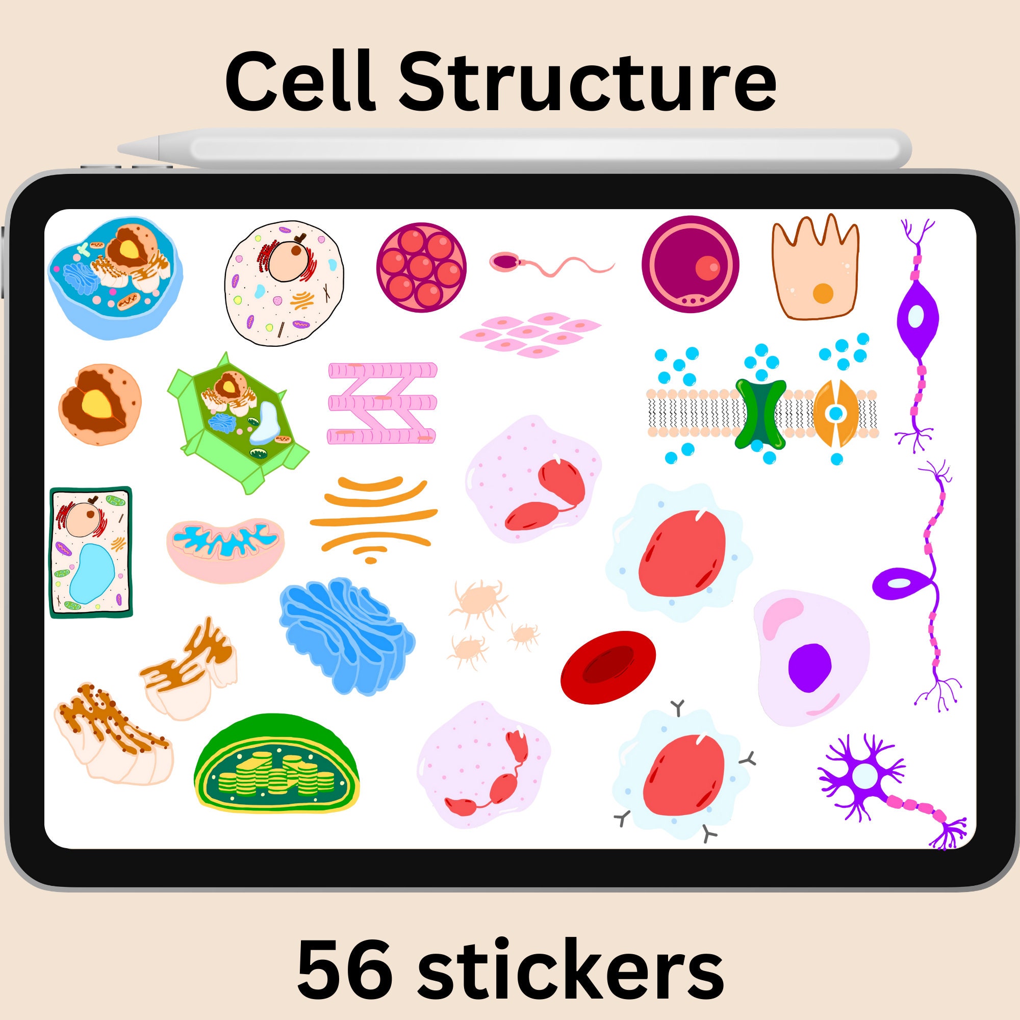 Medical Digital Stickers Including Anatomy, Cell Biology and Clinical ...