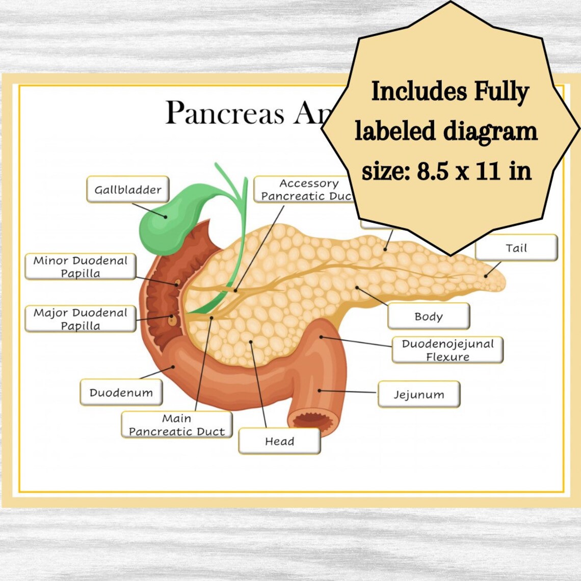 Pancreas Anatomy Diagram Classroom Poster Study Aid Etsy