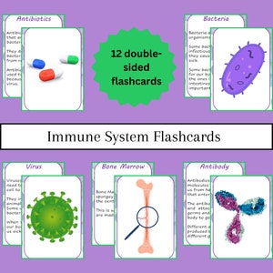 Immunsystem Karteikarten - druckbare doppelseitige Lernkarten für Kinder und Erwachsene (12 Karten, sofortdownload)