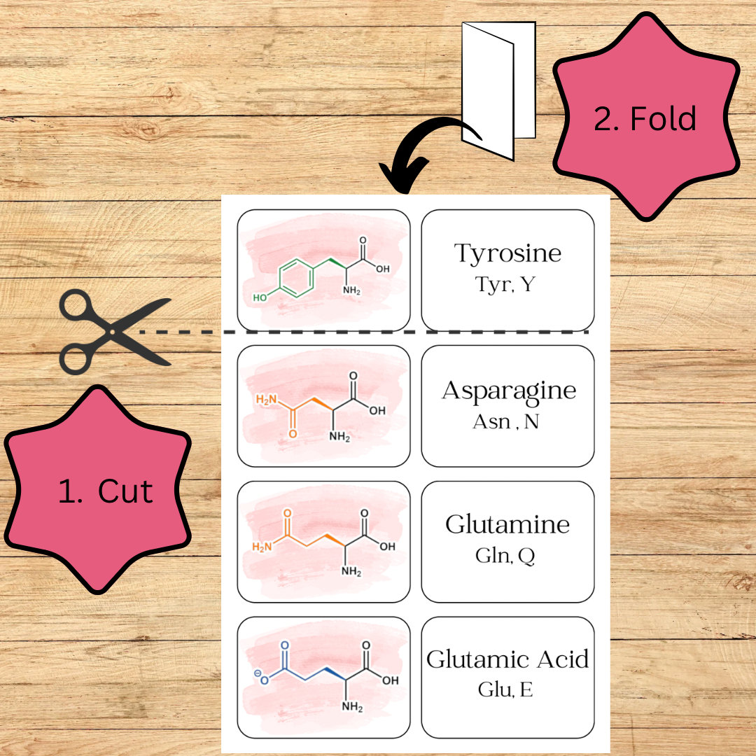 Amino Acid Flashcards for Biology, Biochemistry, Medical School ...