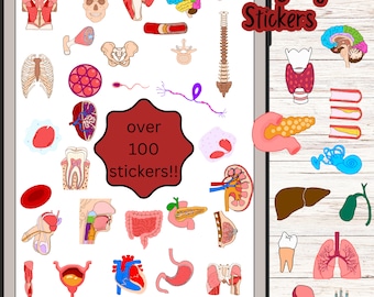 Anatomy Digital Stickers for note taking and presentation building