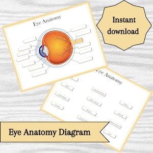 Eye Anatomy Diagram – Educational Printable Learning Resource (Instant Download)