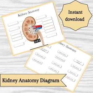 Diagrama de la anatomía renal: recurso educativo imprimible (descarga inmediata)