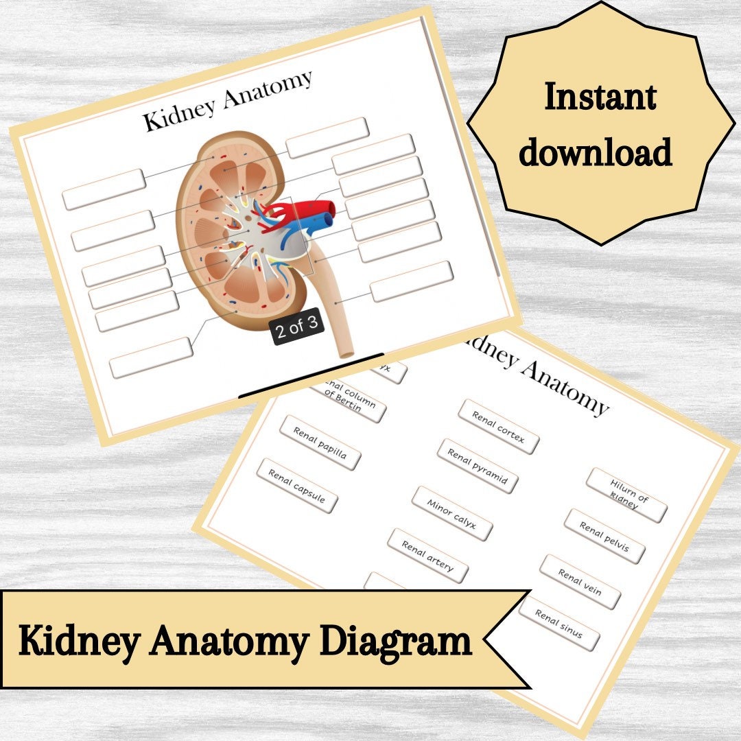 Diagrama de la anatomía renal: recurso educativo imprimible (descarga inmediata)