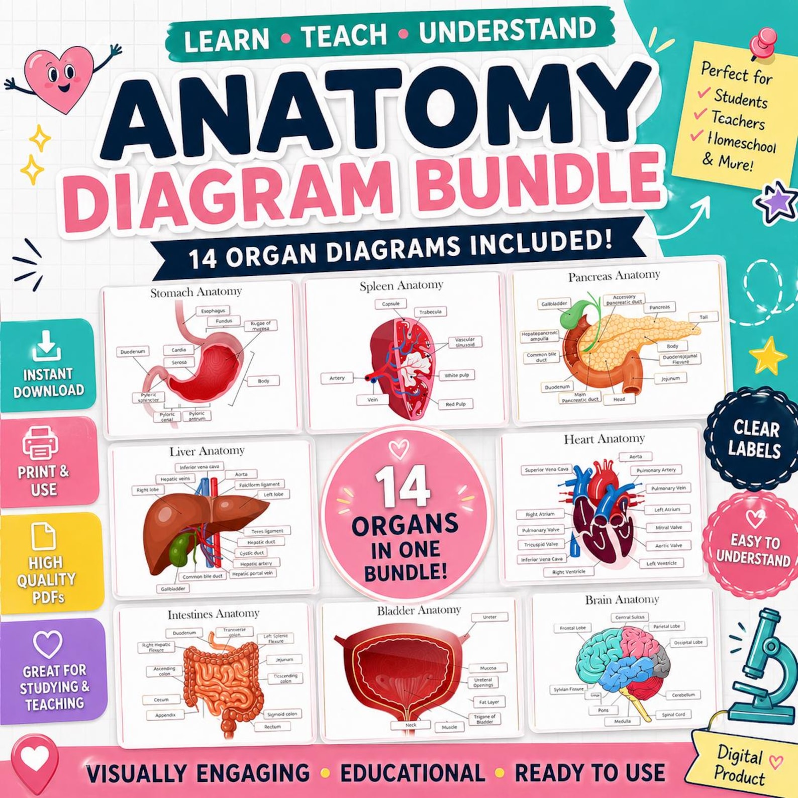 Organ Bio Human Organ Anatomy Diagram Bundle: Student Study Guide - Etsy