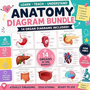May include: Anatomy diagram bundle featuring 14 organ diagrams, such as the stomach, spleen, pancreas, liver, heart, intestines, bladder, and brain. The bundle is visually engaging, educational, and ready to use. Ideal for students, teachers, and home schooling.
