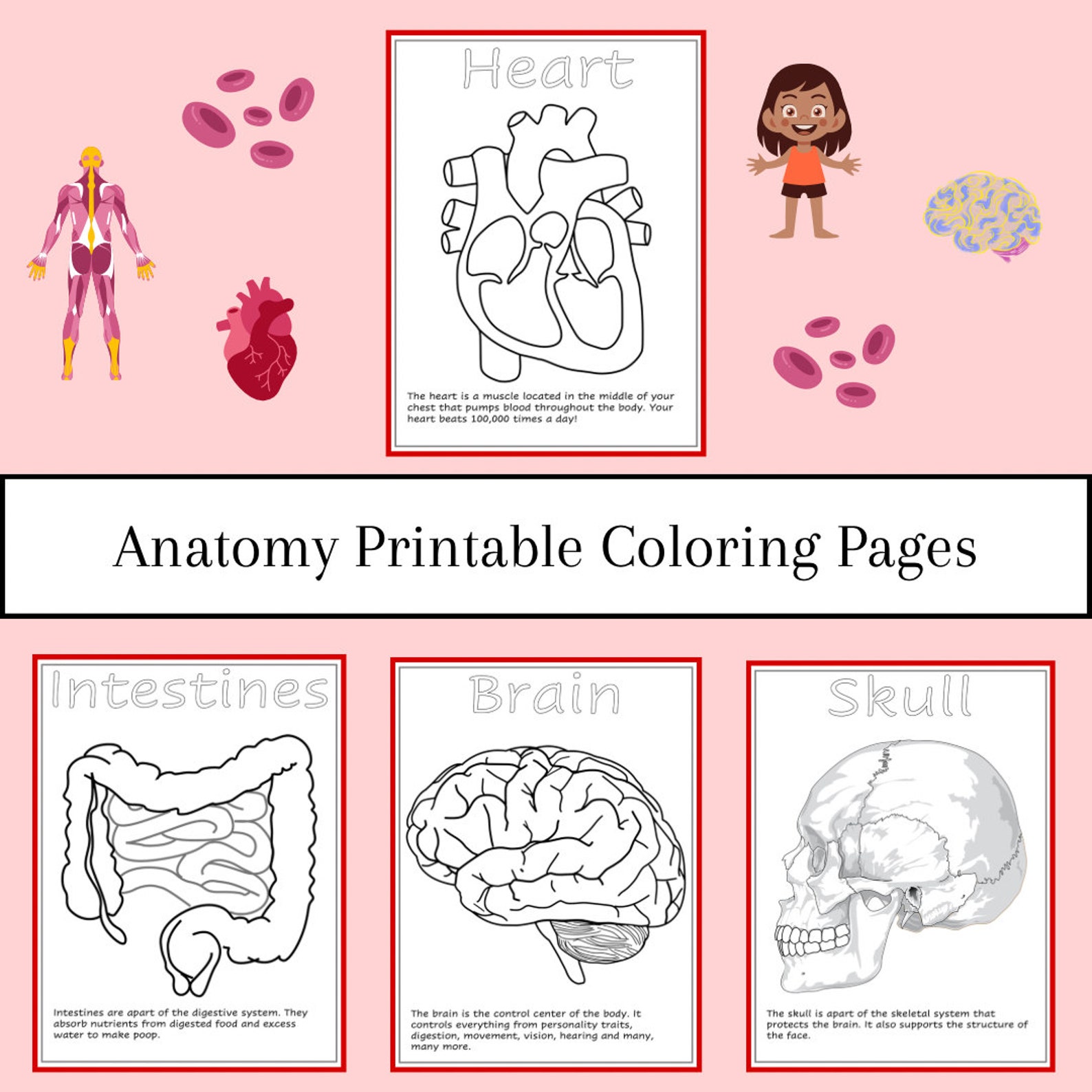 Human Anatomy Printable Coloring Pages, for Preschool, Daycare ...
