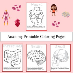 Human Anatomy Printable Coloring Pages, for preschool, kindergarten, primary education