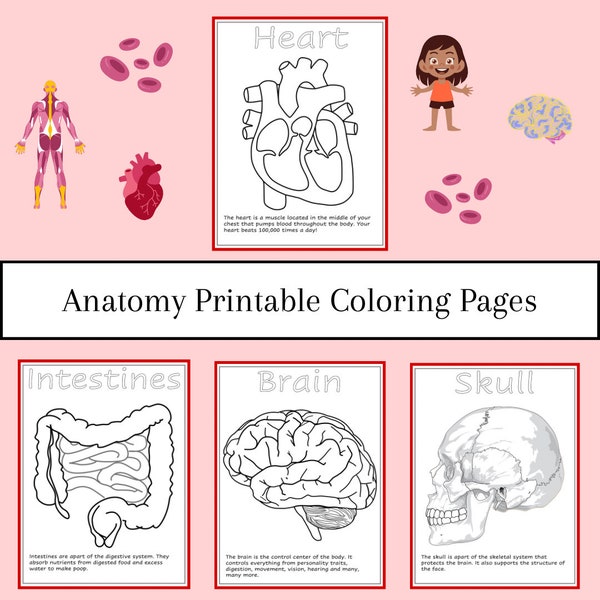 Human Anatomy Printable Coloring Pages, for preschool, daycare, kindergarten | Coloring Book for kids | activity binder insert