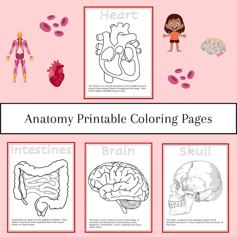 Human Anatomy Printable Coloring Pages for Preschool Etsy