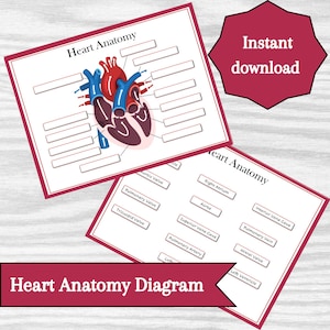 Diagramme d'anatomie cardiaque - Ressource d'apprentissage éducative imprimable (téléchargement instantané)