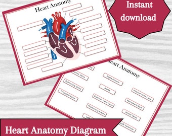 Diagrama de la anatomía del corazón: recurso educativo imprimible (descarga instantánea)