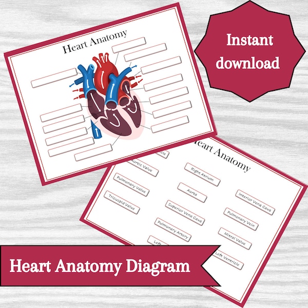 Heart Anatomy Labeling Diagram | Classroom Poster, Decor | Study Notes