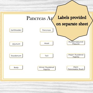 Pancreas Anatomy Diagram, Classroom Poster, Study Aid - Etsy