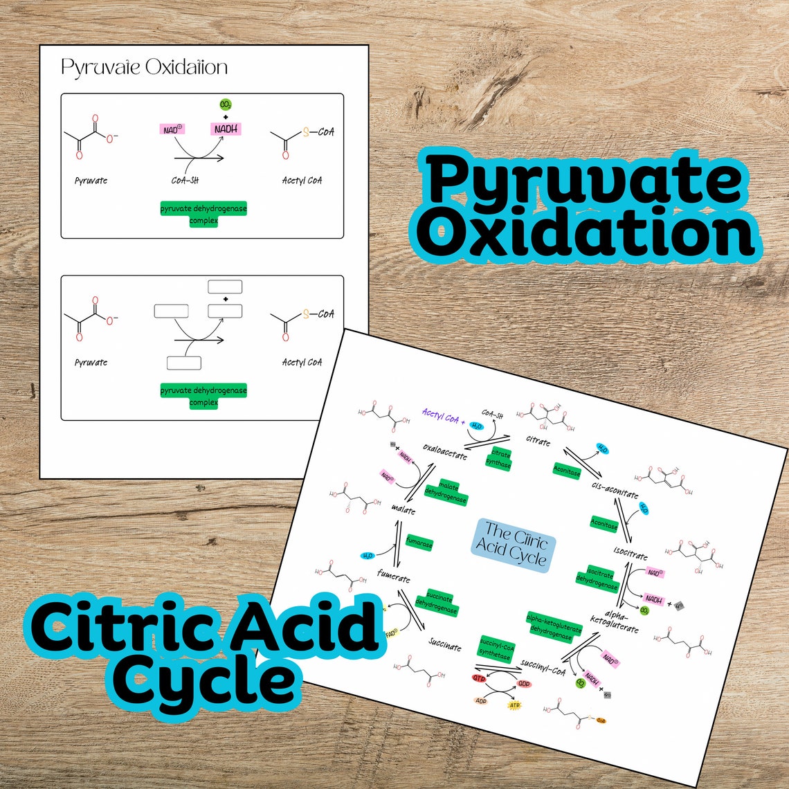 Cellular Respiration Biochemistry Pathways: Study Notes (PDF) - Etsy