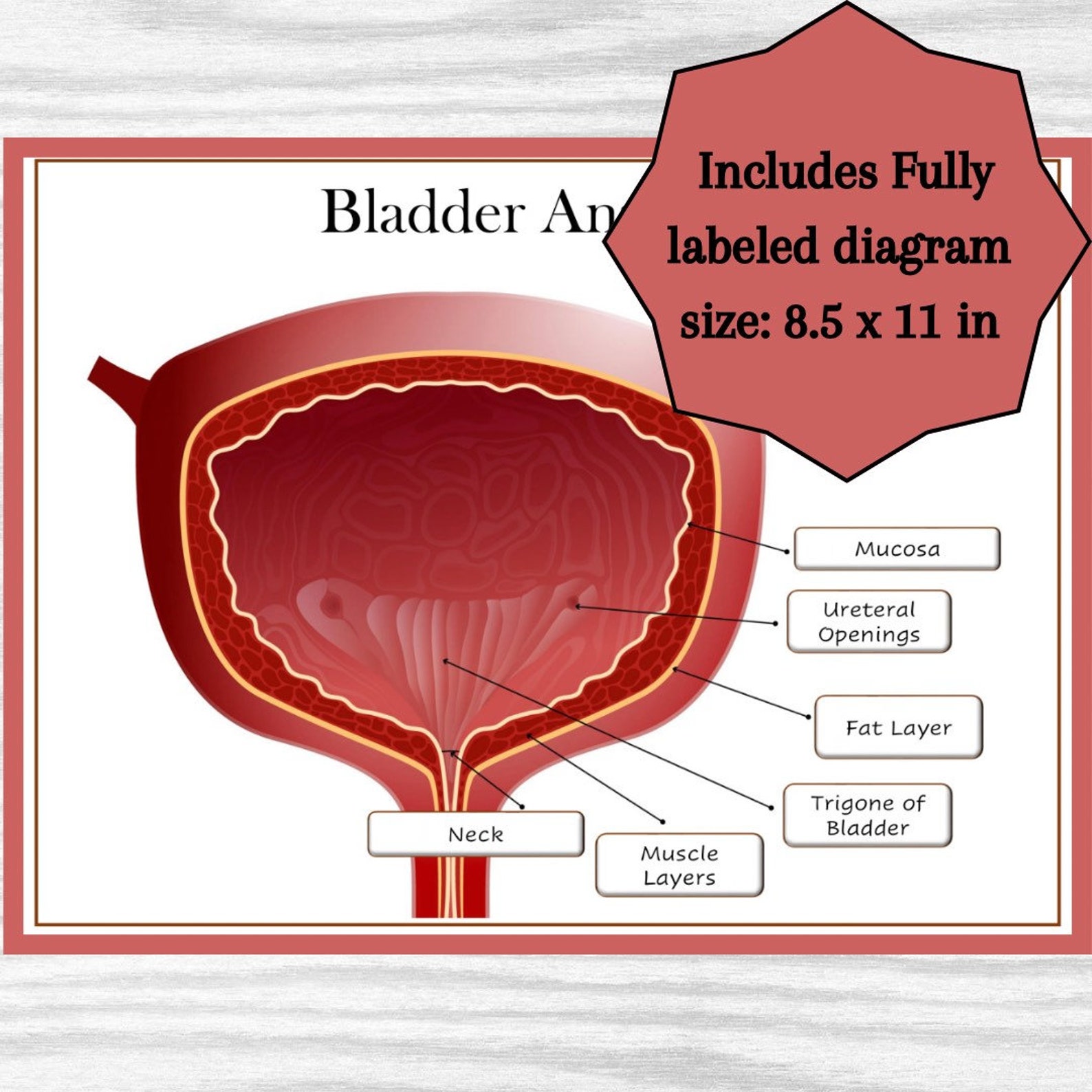 Bladder Anatomy Diagram Educational Printable Learning Resource Bladder Anatomy Diagram Educational Printable Learning Resource