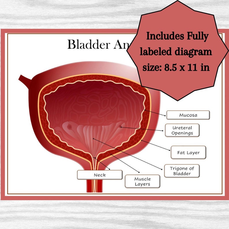 Bladder Anatomy Diagram Urinary System Organ Anatomy Classroom Poster