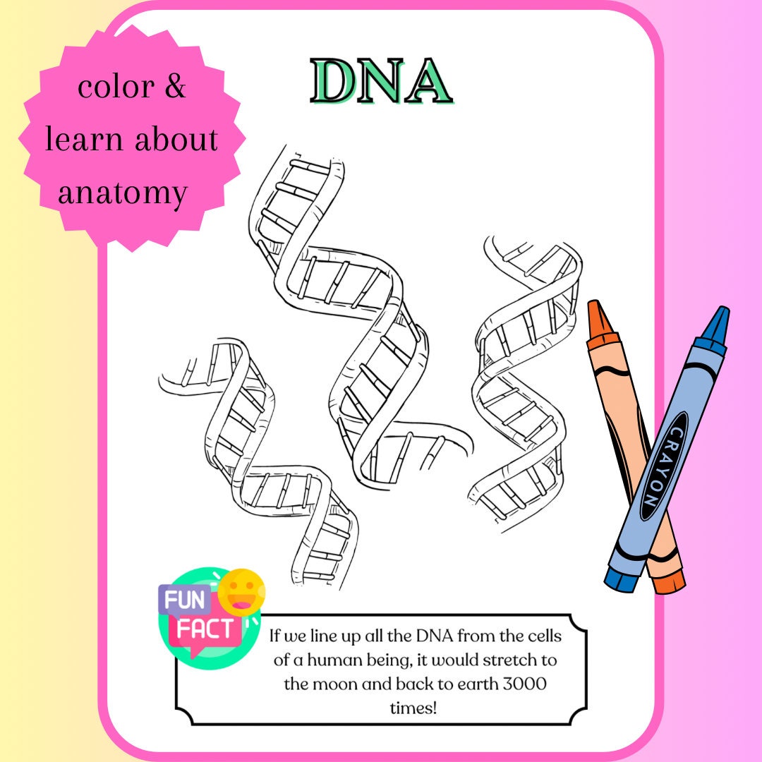 Anatomy Coloring Pages for Kids V2 With Bonus Sticker Set Printable