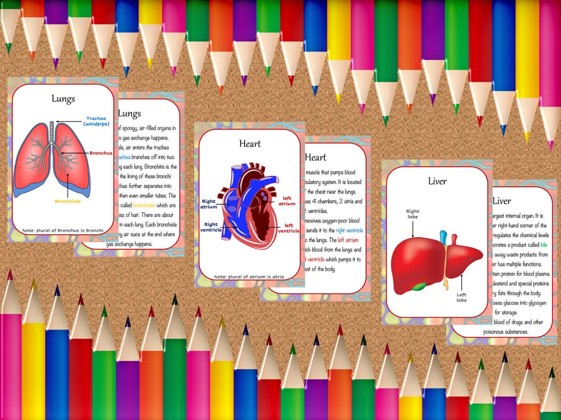 Anatomy Printable Flashcards / Anatomy for Kids / Human Biology Diagrams