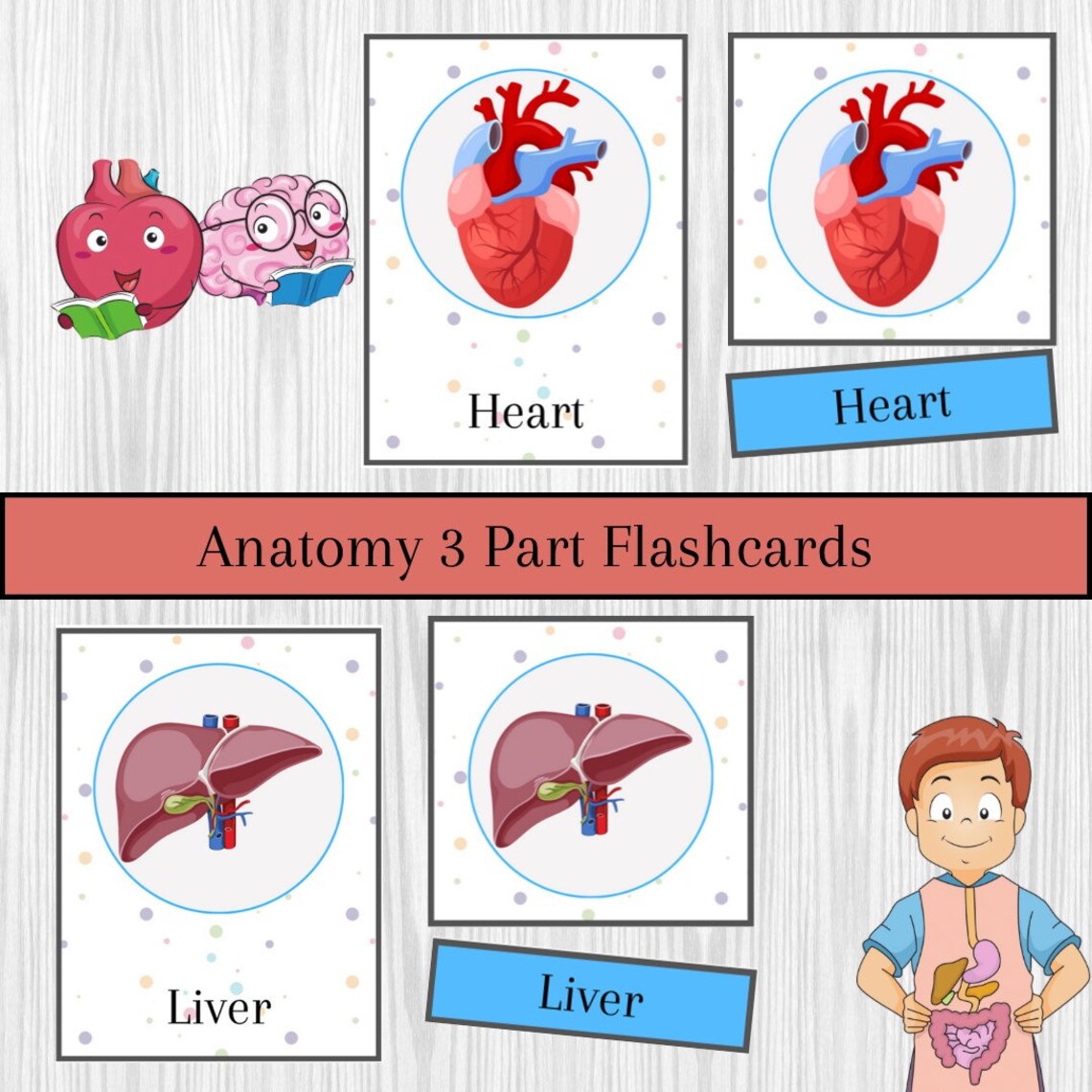Anatomy Printable Flashcards for Preschool and Kindergarten Three-part ...