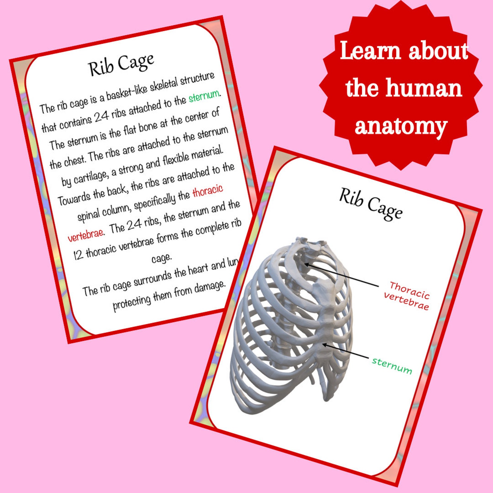 Anatomy Printable Flashcards Anatomy for Homeschool and Grade School ...