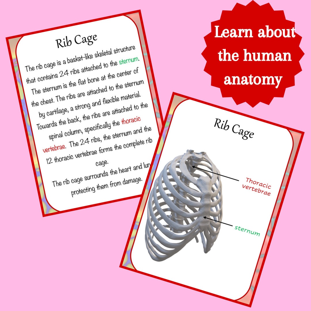 Anatomy Printable Flashcards Anatomy for Homeschool and Grade School Biology Diagrams