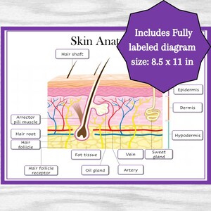 Skin Anatomy Diagram – Printable Educational Resource (instant Download ...