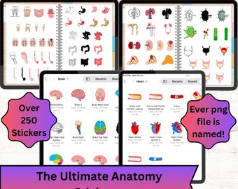 Anatomy Digital Sticker PNGs for notes, presentations and studying
