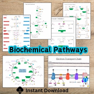 Feuilles de travail sur la voie biochimique pour les étudiants en biologie, en biochimie, en médecine et en sciences infirmières